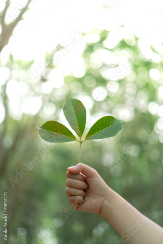 Hands holding Leaf of rubber tree with blur Background
