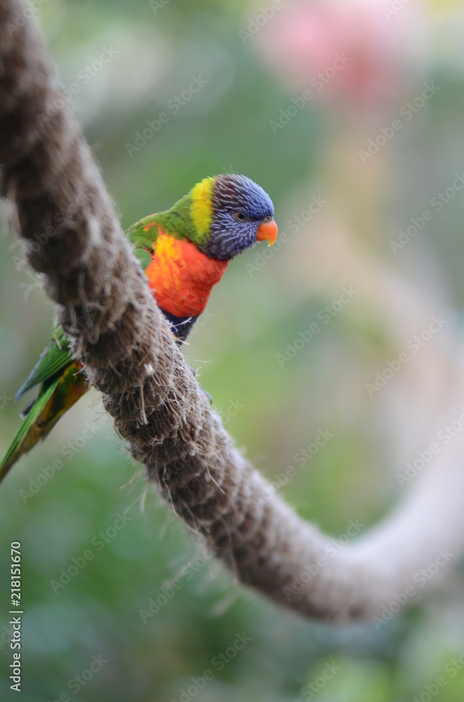 Obraz premium Lorikeet