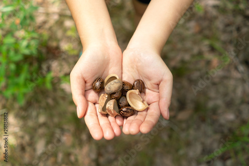 Hands holding rubber tree seeds with blur background