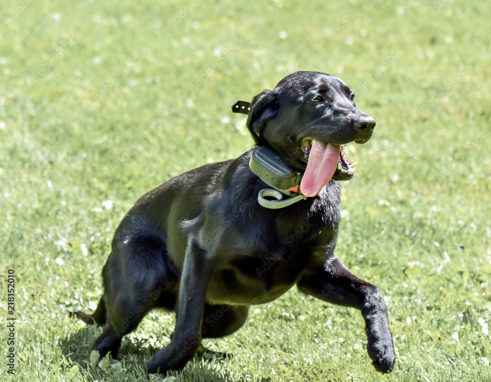 dog on the grass dog on the grass