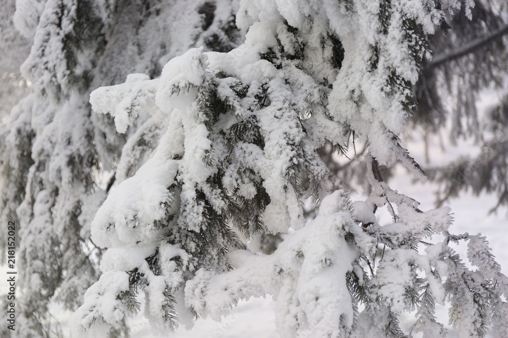 Snowcowered branches. Winter blur 
