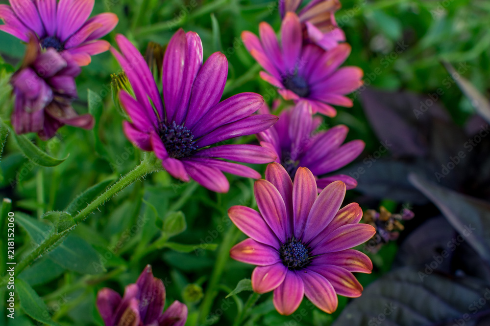 Purple Daisys Purple Daisys