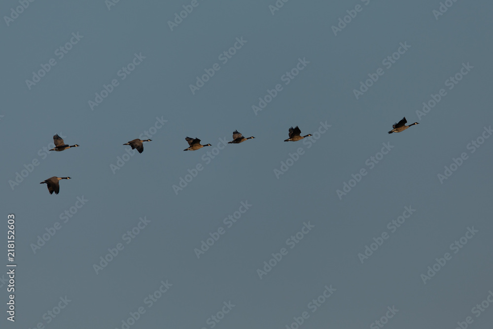Canada geese flying in formation, seen in the wild near the San Francisco Bay Canada geese flying in formation, seen in the wild near the San Francisco Bay