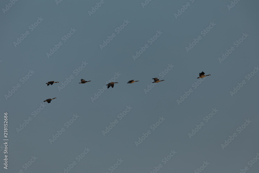 Canada geese flying in formation, seen in the wild near the San Francisco Bay Canada geese flying in formation, seen in the wild near the San Francisco Bay
