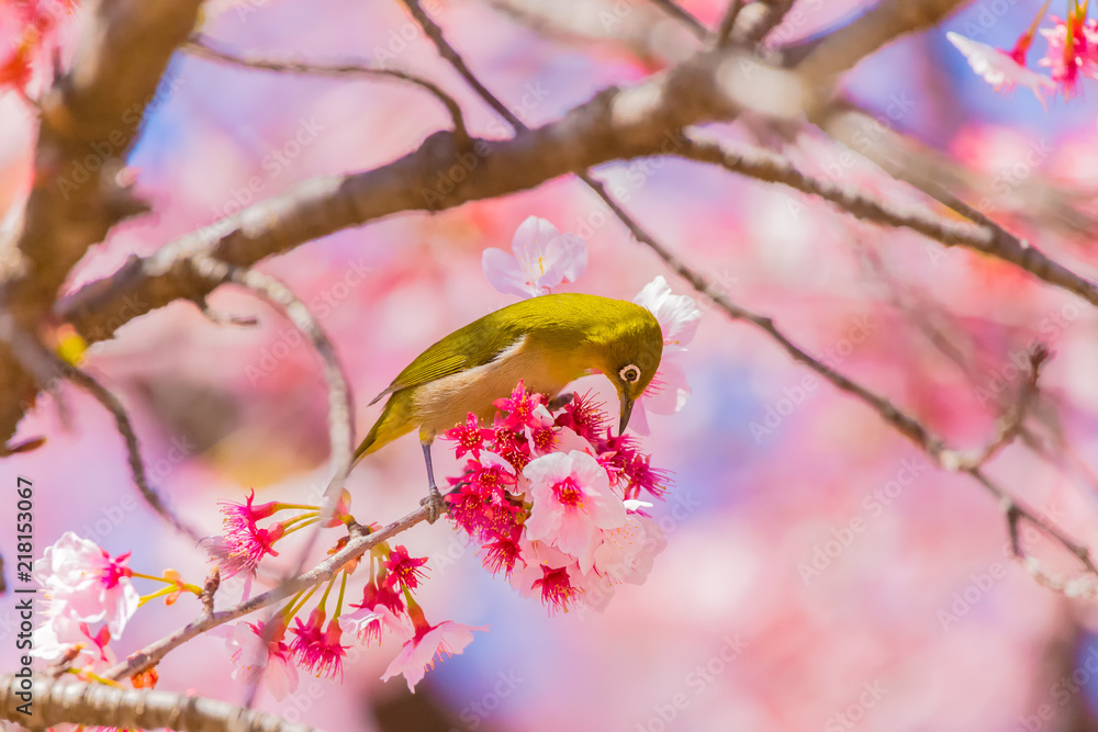 Japanese White-eye.The background is cherry blossoms(Japanese name is Kanzakura). Located in Tokyo Prefecture Japan. Japanese White-eye.The background is cherry blossoms(Japanese name is Kanzakura). Located in Tokyo Prefecture Japan.