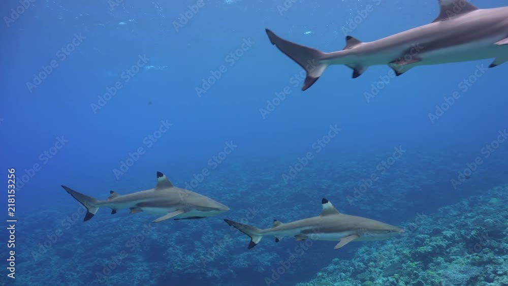 A small group of grey reef sharks swimming over a deep hard coral reef. A small group of grey reef sharks swimming over a deep hard coral reef.
