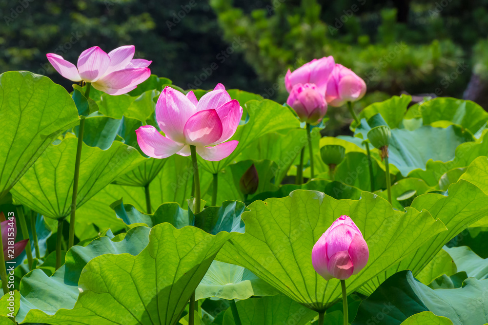 Lotus Flower.The back is the  lotus leaf and lotus flower and bud of the lotus and tree.Shooting location is Yokohama, Kanagawa Prefecture Japan.