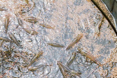 Feed the shrimp on shrimp farm