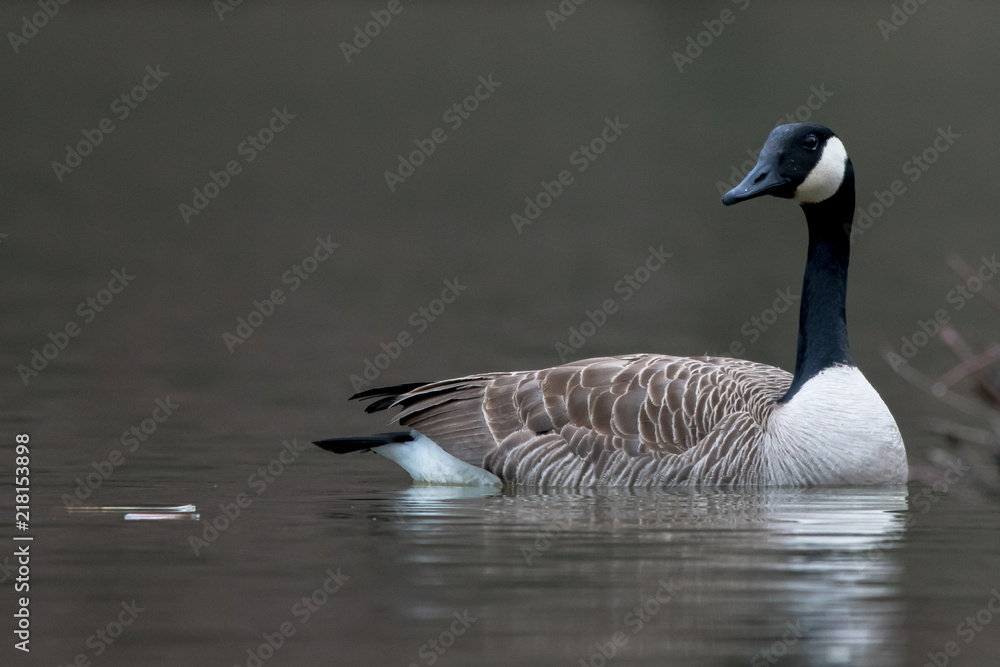 Fototapeta premium Canadian Goose