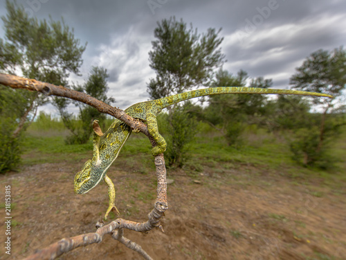 African chameleon climbing in habitat