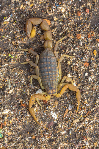 Common Yellow Scorpion above