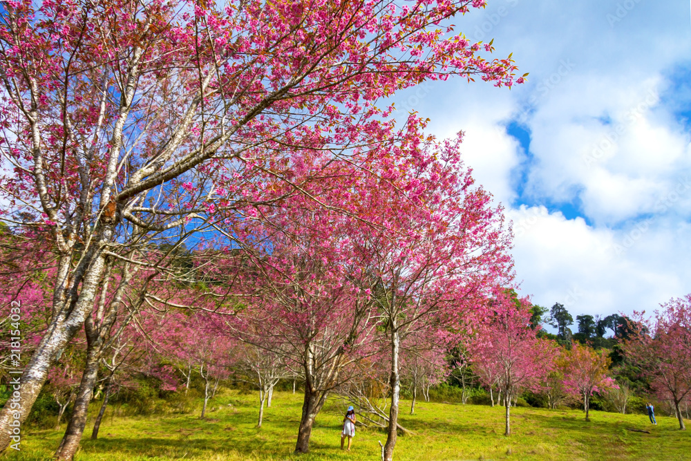 Cherry blossom or Sakura flower idyllic with cloud Cherry blossom or Sakura flower idyllic with cloud