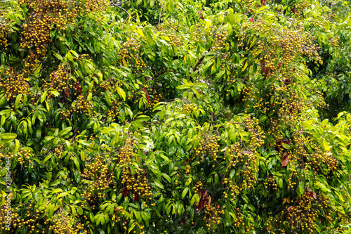 longan tree fruit in the raining season