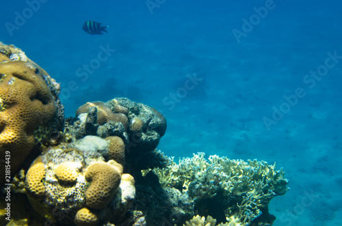 The ridge of the coral reef in the Red Sea