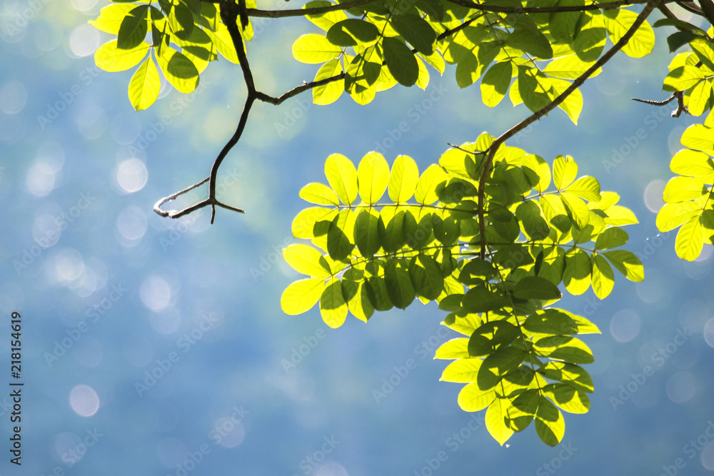Obraz premium Beautiful backlight of green tree leaves in a bright summer tropical sun day