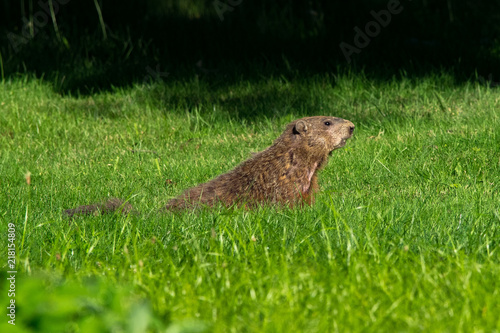 Groundhog