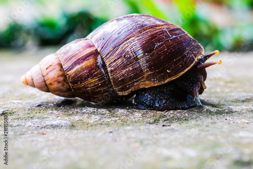close up of snail, curious snail crawling for food on stone pathway with green field background, in upcountry forest, Thailand.