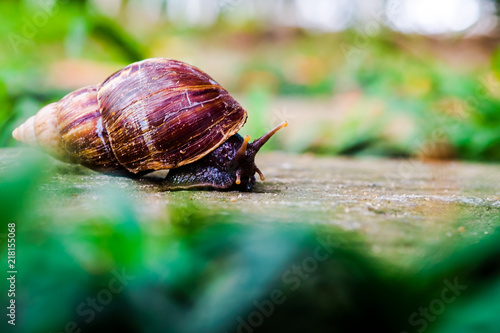 Bild auf Leinwand close up of snail, curious snail crawling for food on stone pathway with green field background, in upcountry forest, Thailand
