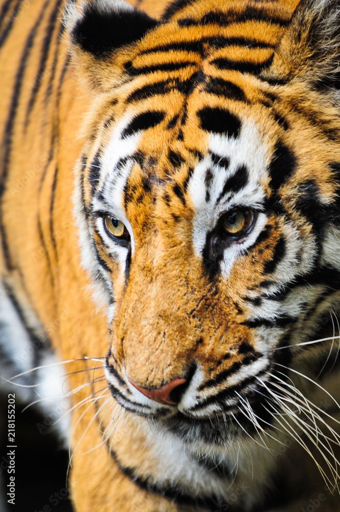 Fototapeta premium Tiger close up portrait