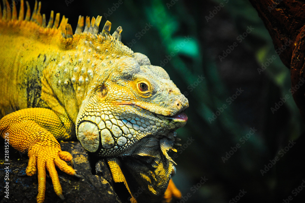 Fototapeta premium Yellow Iguana