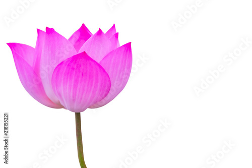 Closeup of bright pink lotus petals on a white background and copy space