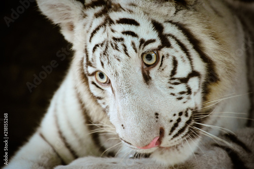 Fototapeta Naklejka Na Ścianę i Meble -  White Tiger Close up portrait