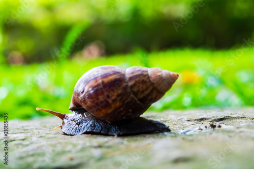 Bild auf Leinwand close up of snail, curious snail crawling for food on stone pathway with green field background, in upcountry forest, Thailand
