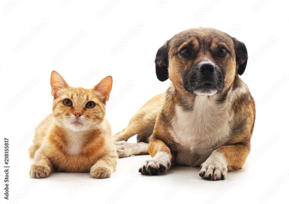Cat and dog. Cat and dog.