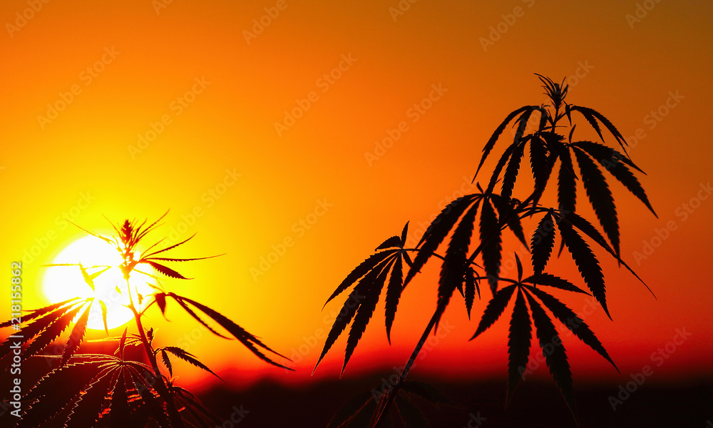 Sunset cannabis field. Marijuana plants. Hemp in natural environment