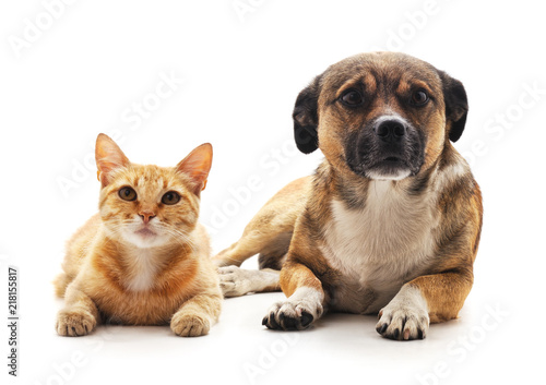 Cat and dog.