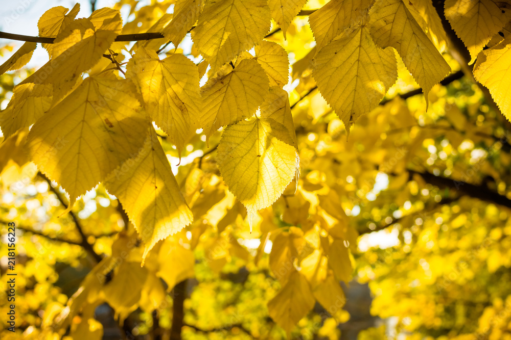 Obraz premium Autumn yellow leaves background in sunny day.Sun shining in the autumn forest. Branch with yellow leaves against the sunlight.Colorful foliage in the park. Falling leaves natural background