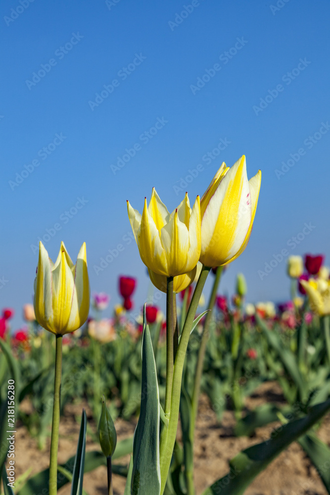 Fototapeta premium field with blooming colorful tulips