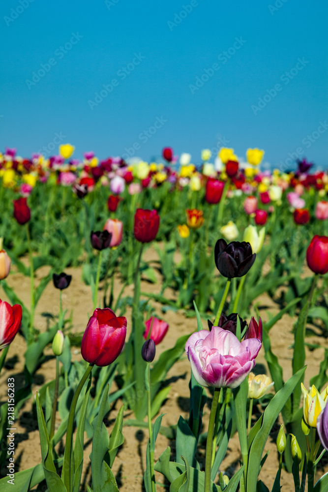 Obraz premium field with blooming colorful tulips