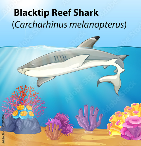 A blacktip reef shark