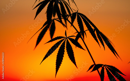 Silhouette hemp  marijuana field blurred background with warm shades of setting sun. Cannabis in natural environment