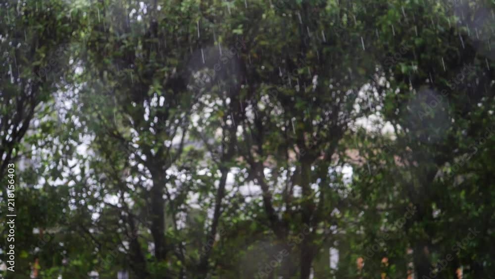 rain falling in green garden, rainy day in nature rain falling in green garden, rainy day in nature