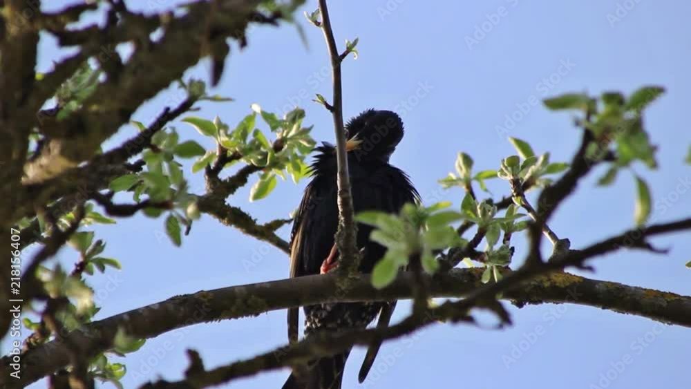 Starling bird on a blossoming tree