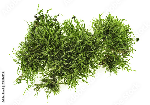 Green moss on white background, top view.