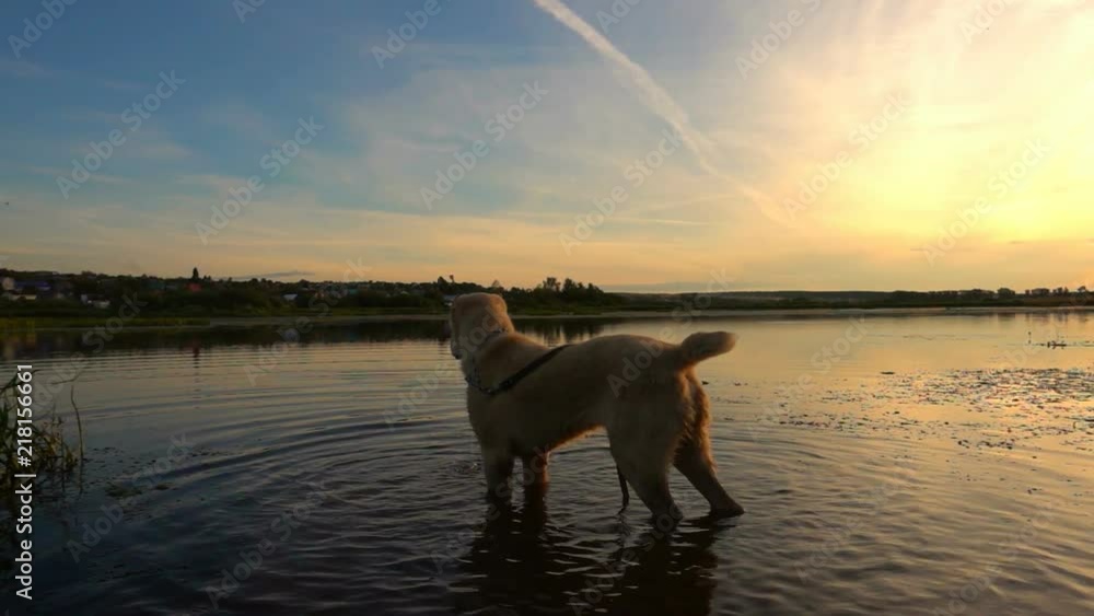 Central Asian Shepherd swims in a pond during sunset, slow motion Central Asian Shepherd swims in a pond during sunset, slow motion