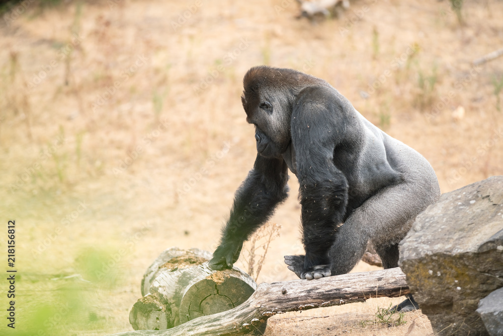 Naklejka premium gorilla, silver back