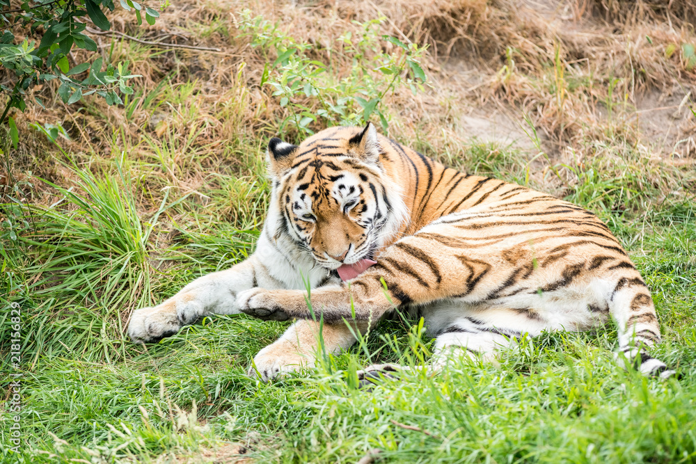 Obraz premium an beautiful tiger