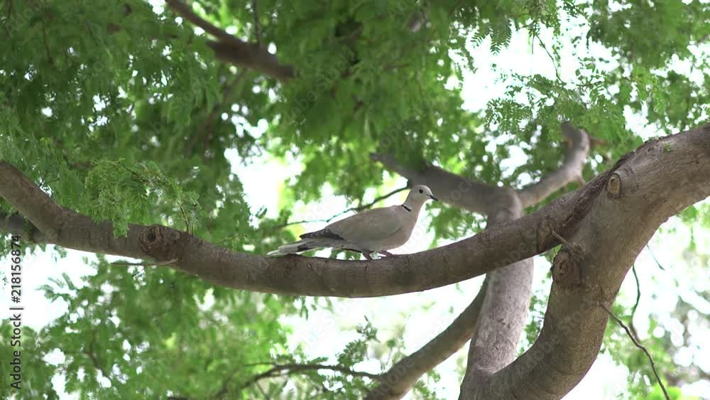 Bird on branch, birds flies in Bird on branch, birds flies in