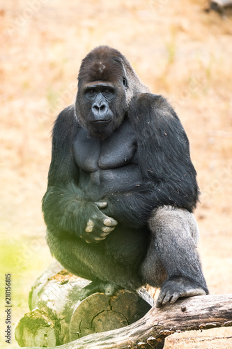 gorilla, silver back