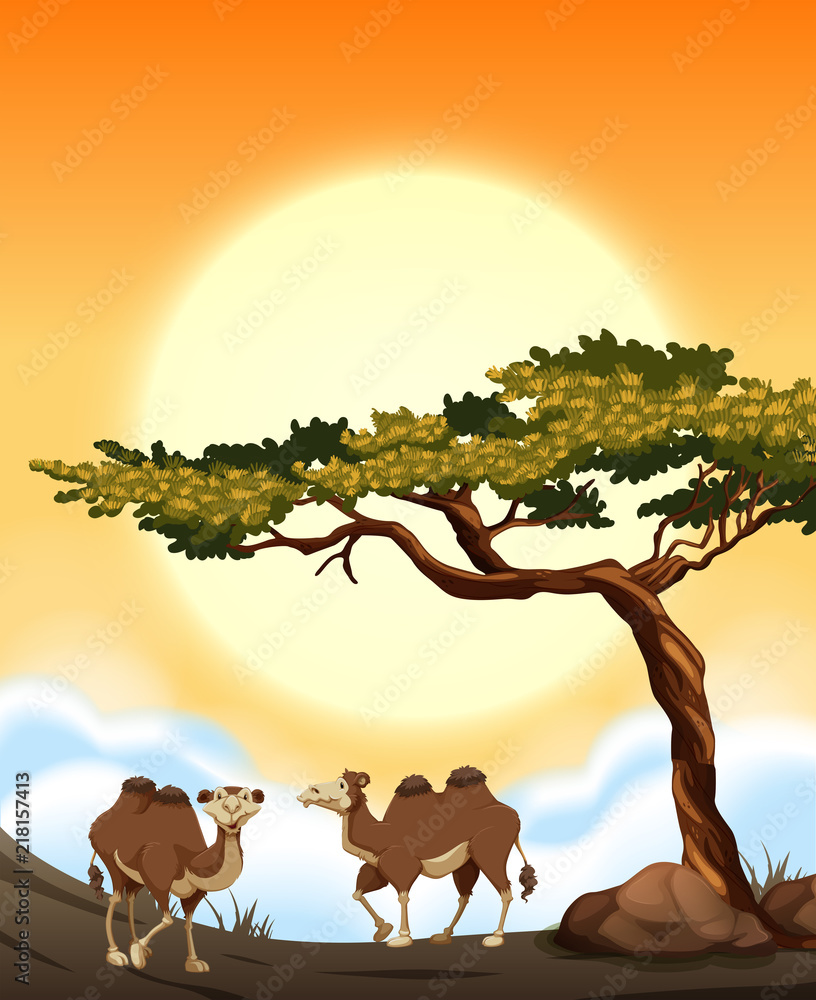 Desert scene with camels