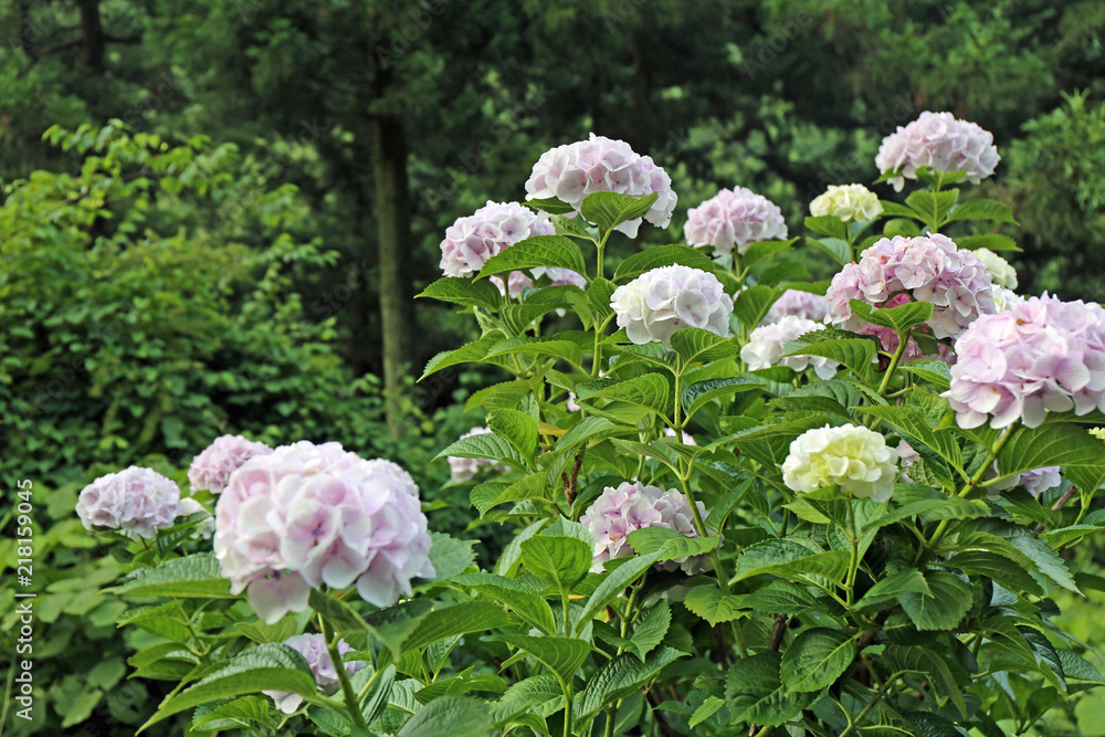 6月に咲く紫陽花の花 Stock Photo Adobe Stock 6月に咲く紫陽花の花 Stock Photo Adobe Stock