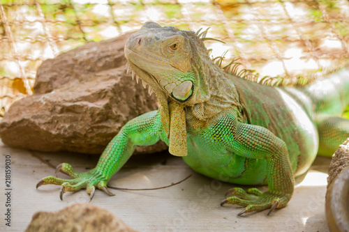 The green and brown iguana in a cage and daylight