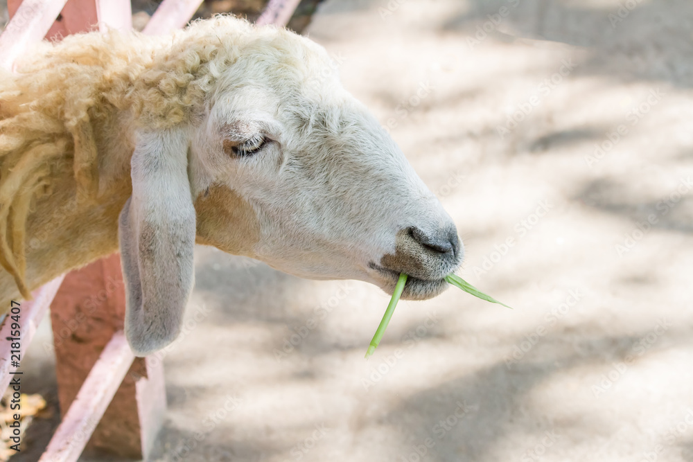 Sheep eating grass Sheep eating grass