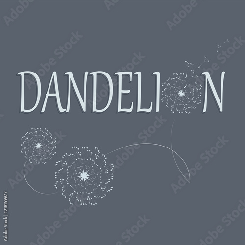 Fototapeta Naklejka Na Ścianę i Meble -  Dandelions. Flower and its name. Logo, emblem, icon. The word and the silhouette of a dandelion on gray background. Flying parachutes of a dandelion Dark border words and white flowers.