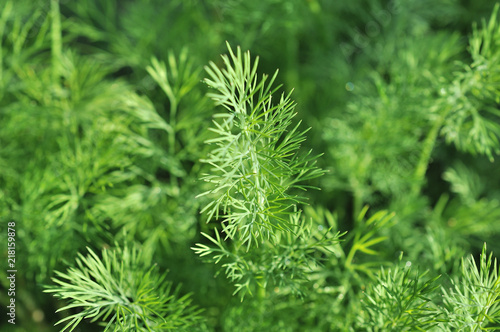 dill growing on vegetable bed