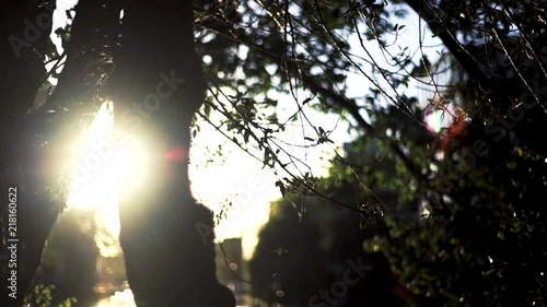 sun in the forest